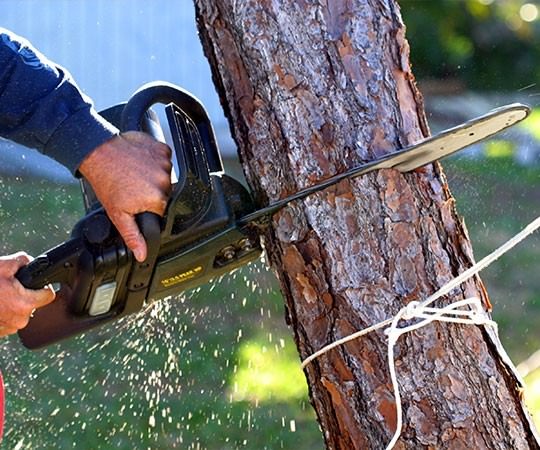 Спил деревьев в Ангарске и  Иркутской области